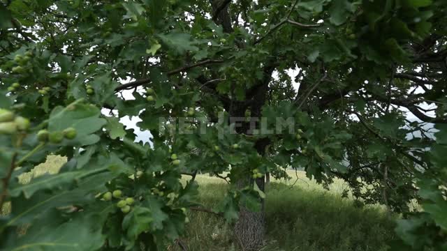 Nature of the Urals, petiolate oak Suleymanovo, tree, oak, foliage, acorns, meadow, grass, nature,...