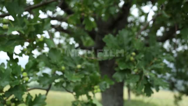 Nature of the Urals, petiolate oak Suleymanovo, tree, oak, foliage, acorns, nature, wind