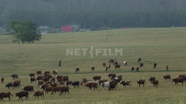 Природа Урала, коровы идут на выпас Гафурийский район, долина, поле, луг, пастбище, поселок,...
