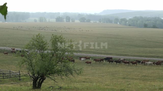 Природа Урала, коровы идут на выпас Гафурийский район, долина, поле, луг, пастбище, дорога,...