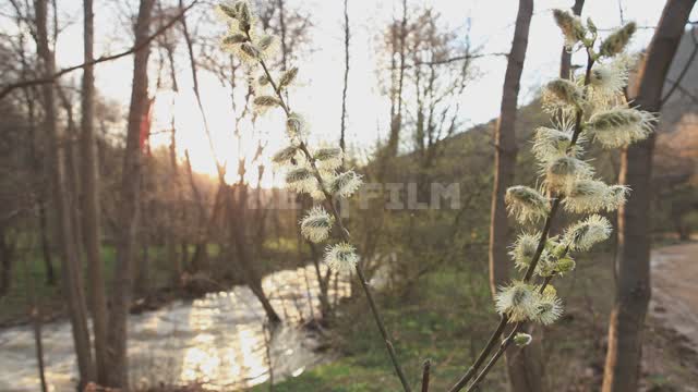 Kuk-Karauk Waterfall, blooming willow Ural, Ishimbaysky nature reserve, willow, flowering, wind,...