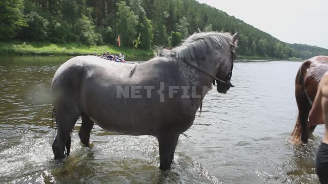 Дети купают лошадей в реке, мимо проплывают туристы на плоту из надувного катамарана Урал,...