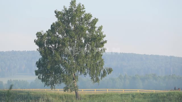 Morning fog, a rider rides past a lonely tree in the field Ural, Salavatsky district, morning,...