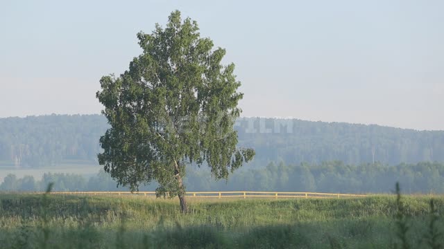 Morning fog, trucks pass by a lonely tree in the field Ural, Salavatsky district, morning, dawn,...
