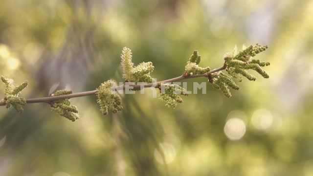 Цветущее тутовое дерево (шелковица) выбрасывает пыльцу, крупный план ветки Пыльца, растение,...