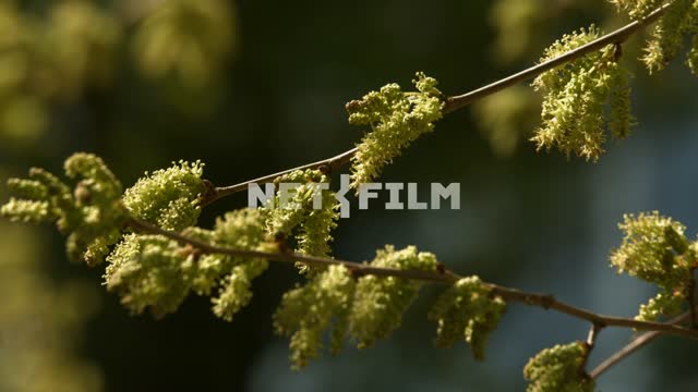 Flowering mulberry tree (mulberry) throws pollen, close-up branches Pollen, plant, motion, plants,...