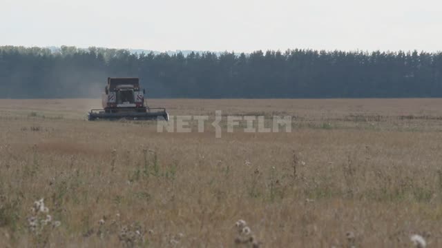 The combine harvester is working in the field, harvesting Ural, field, crop, grain crops, combine...