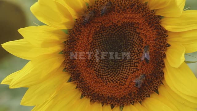 Sunflowers in the field, bees collect nectar from a flower, close-up Ural, annual sunflower,...