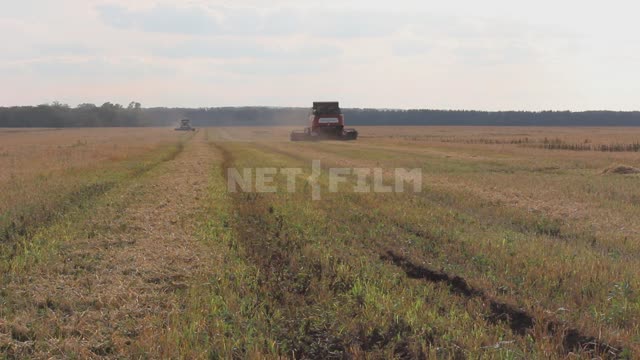 Комбайн работает в поле, уборка урожая Урал, поле, урожай, зерновые культуры, комбайн, Acros530,...