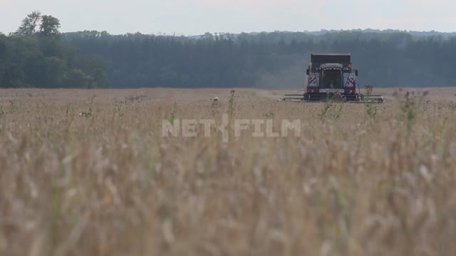 The combine harvester is working in the field, harvesting Ural, field, crop, grain crops, combine...