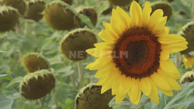 Sunflowers in the field, bees collect nectar from a flower, close-up Ural, field, annual sunflower,...
