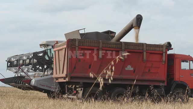 Harvesting, a combine harvester drops grain into the back of a truck Ural, field, crop, grain...