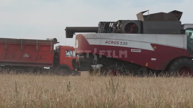 Комбайн работает в поле, уборка урожая, на поле стоит грузовик Урал, поле, урожай, зерновые...