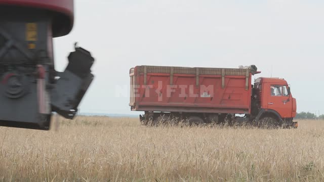The combine harvester is working in the field, harvesting, there is a truck on the field Ural,...