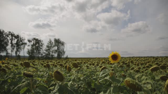 Sunflowers on the field Ural, field, annual sunflower, oilseeds, industrial crops, flowers, trees,...