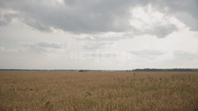 Комбайн работает в поле, дальний план, уборка урожая Урал, поле, урожай, зерновые культуры,...