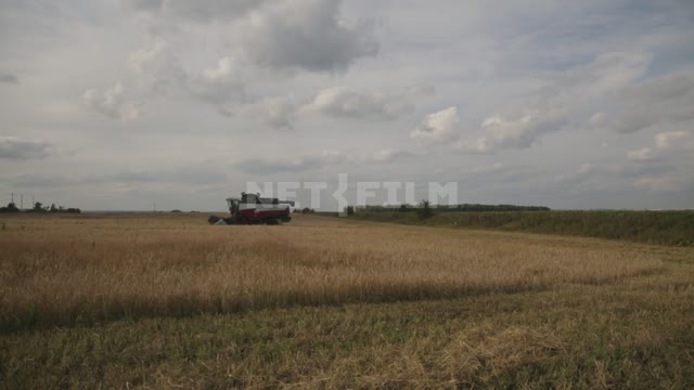 The combine harvester is working in the field, long-range plan, harvesting Ural, field, crop, grain...