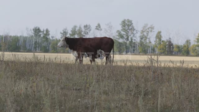 A cow with a calf, a cub sucks milk Ural, field, meadow, grass, pasture, grazing, trees, cows,...