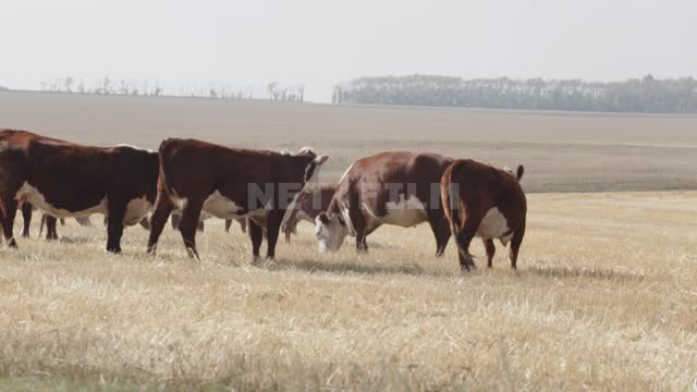 Стадо коров на пастбище, мимо про проселочной дороге проезжает трактор Урал, поле, луг, травы,...