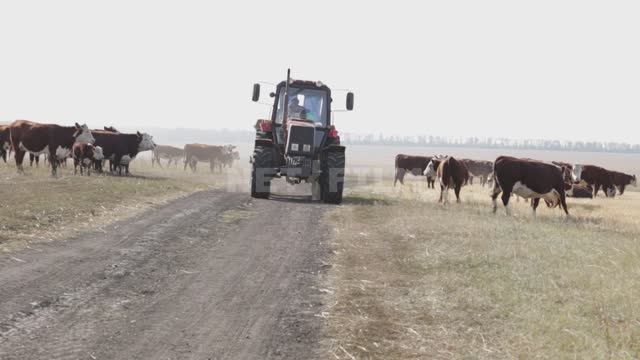 Стадо коров на пастбище, мимо про проселочной дороге проезжает трактор Урал, поле, луг, травы,...