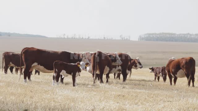 Стадо коров на пастбище Урал, поле, луг, травы, пастбище, выпас, коровы, телята, крупный рогатый...