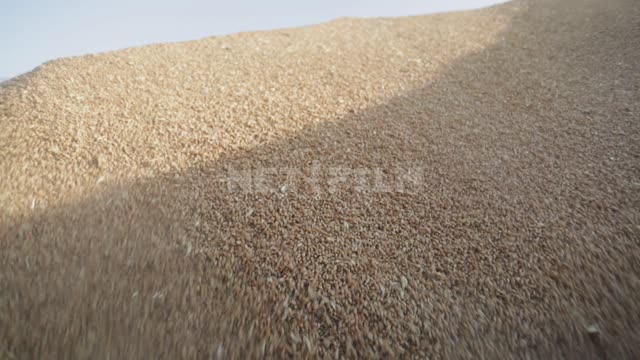 Зернохранилище, зерно осыпается под воздействием шнекового зернометателя Урал, зернохранилище,...