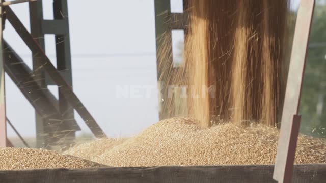 Grain flow, grain discharge, close-up Ural, granary, grain storage, elevator, crop, grain,...