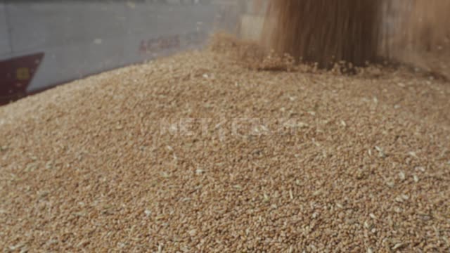 Harvesting, combine harvesters dump grain into trucks Ural, field, crop, cereals, grain, wheat,...