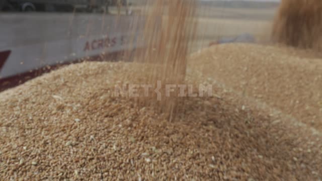 Harvesting, combine harvesters dump grain into trucks Ural, field, crop, cereals, grain, wheat,...