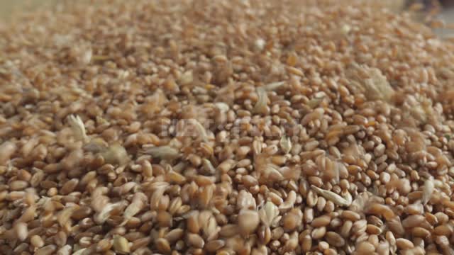 Harvesting, combine harvesters dump grain into trucks, wheat close-up Ural, crop, cereals, grain,...