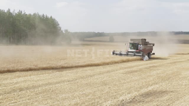 Combines are working in the field, harvesting Ural, field, crop, grain crops, combines, Acros530,...
