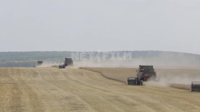 Combines are working in the field, harvesting Ural, field, crop, grain crops, combines, machinery,...