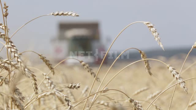 The harvester is working in the field, harvesting, ears of corn close-up, the harvester is not in...