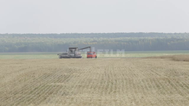 Уборка урожая, комбайн сбрасывает зерно в кузов грузовика Урал, поле, урожай, зерновые культуры,...