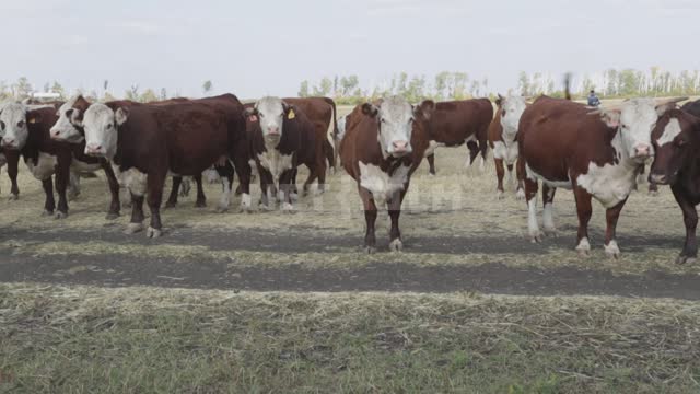 Стадо коров в загоне Урал, ферма, загон, коровы, крупный рогатый скот, сено, подкормка, природа,...