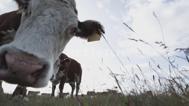 A herd of cows in a pasture, shooting from the ground, the animals come up and sniff the camera...