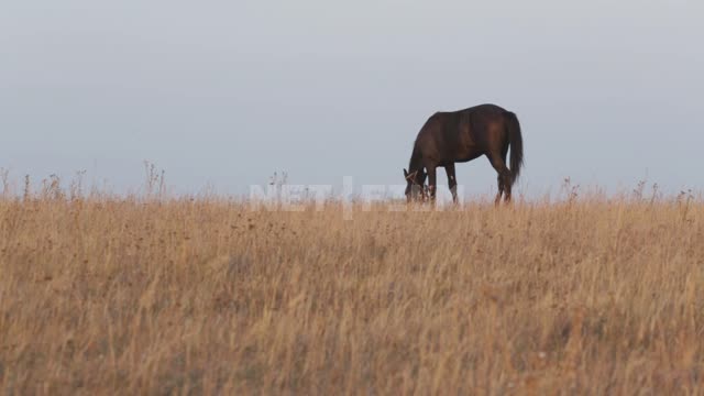 A horse is grazing on a leash in the field Ural, field, meadow, grass, pasture, grazing, horse,...