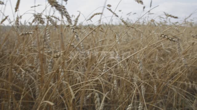 Колосья пшеницы крупным планом, съемка в движении Урал, поле, урожай, зерновые культуры, колосья,...