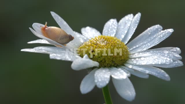 Daisy flower in drops of morning dew on the petal of a crawling snail Nature, flower, plant,...