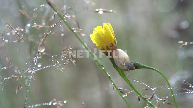 The morning dew glistens on the grass, the stems creeping snail Nature, flower, plant, morning,...