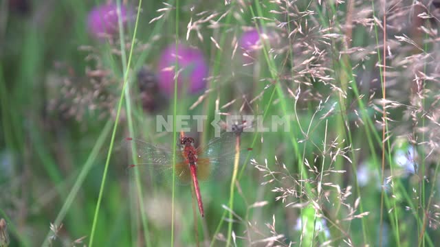 Dragonfly Nature, grass, dragonfly, summer, dew, environment, nature reserve, national Park,...