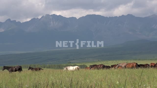 A herd of horses grazing in a mountain valley Russia, Siberia, valley, Sayan, horses, summer, herd,...