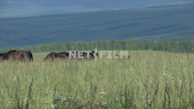 A herd of horses grazing in a mountain valley Russia, Siberia, valley, horse, summer, herd, nature,...