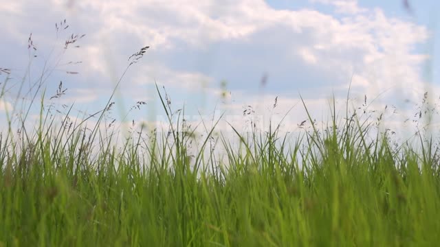 The grass sways in the wind Grass, plant, sky, summer, botany, ecology, nature reserve