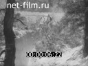 The battles on the Belgorod direction. (1943)