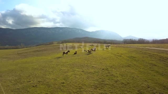 Crimea.
Winter.
Mountains.
Horse. Crimea.
Winter.
Mountains.
Horse.