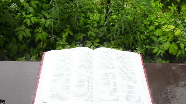 An open book in the rain on the background of a bush Rain, summer, book, drops