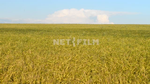 A boy walks through a wheat field Field, nature, space, sky, summer, day, boy, wheat