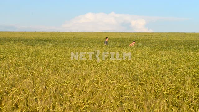 Woman with child walking through a wheat field Field, nature, space, sky, summer, day, boy, woman,...