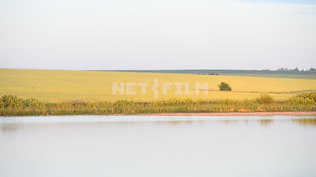 Вид на пшеничное поле и реку Речка, берег, поле, пшеница, пшеничное поле, кусты, природа, простор,...